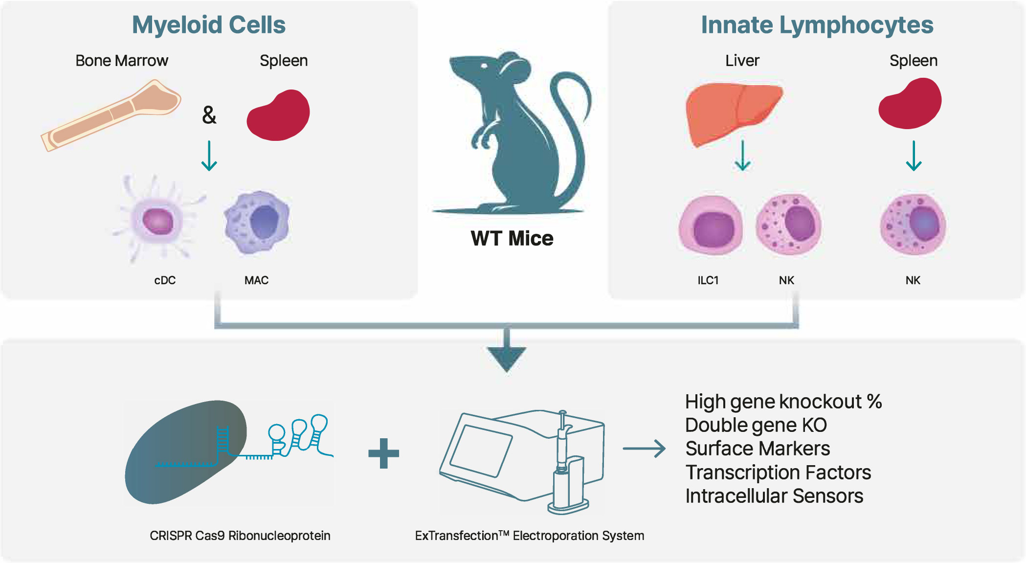 Gene Editing Illustration