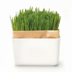 喵星人盆栽套組(PTS-NKCN-2P-SH)貓咪專用 居家療癒小物